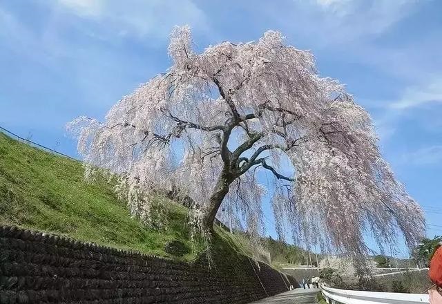 2019041215550560041600043442.jpg be762e923c5c4d21abe1e6d8a3c1c090.jpg